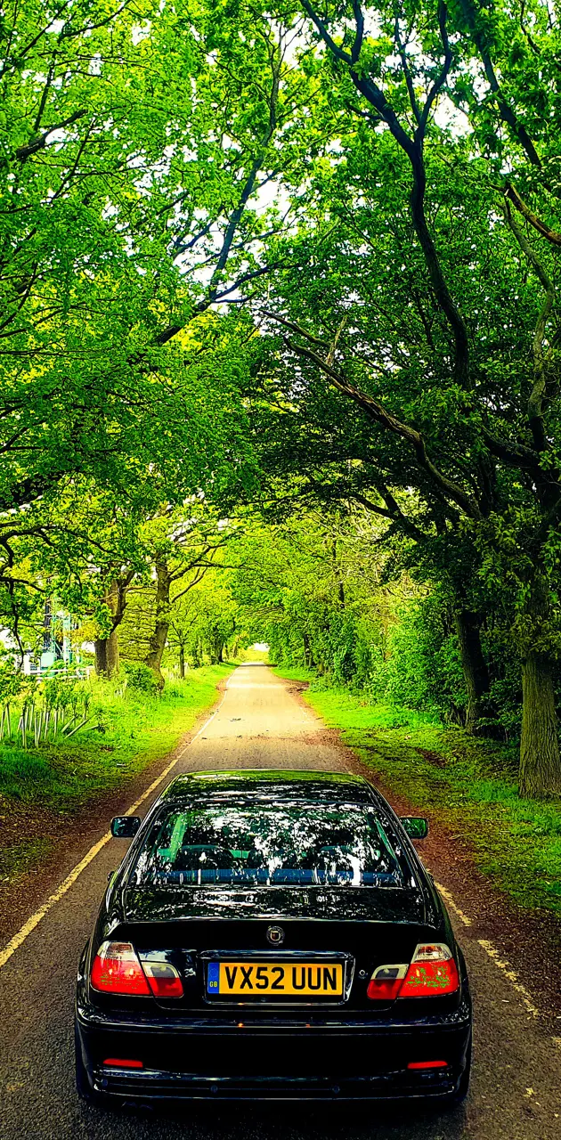 BMW E46 in the woods