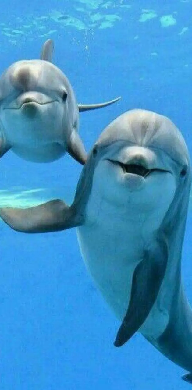  Dolphins