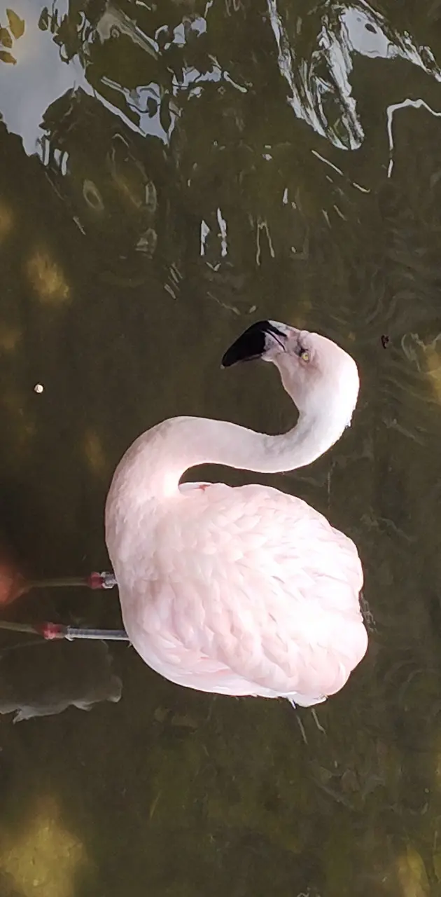 Young Flamingo 