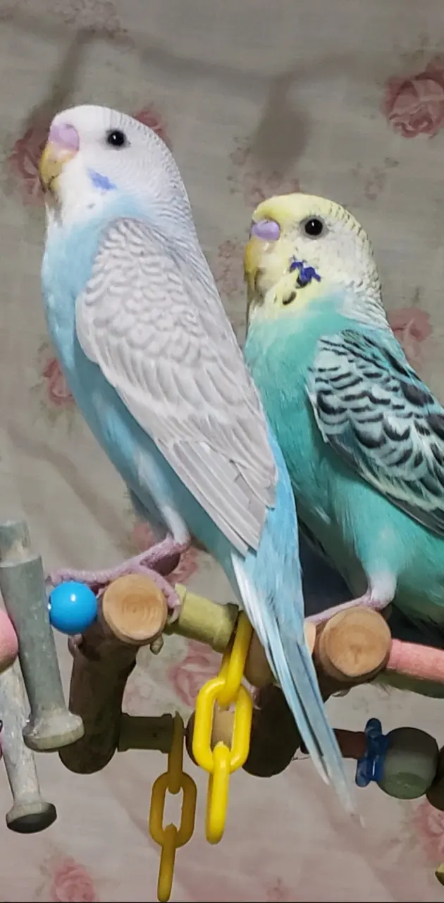 Parakeets posing