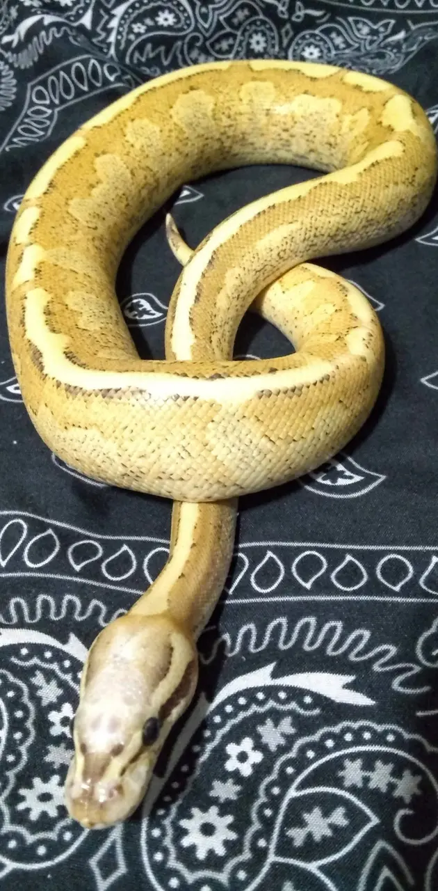 Amoretti Ball python