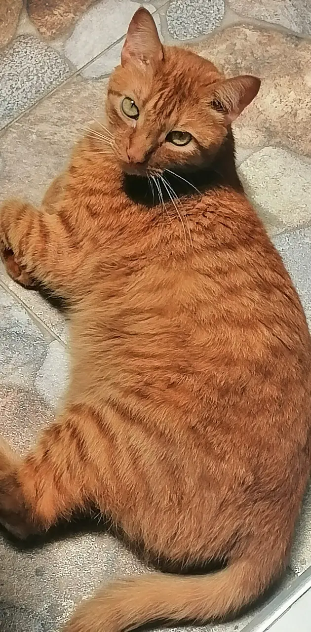 Cat orange