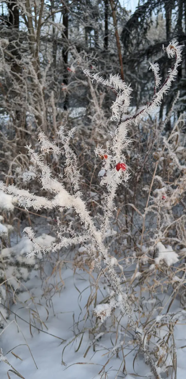 Rosehip frost