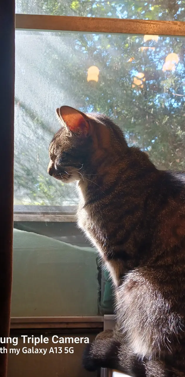 Cat in sunshine