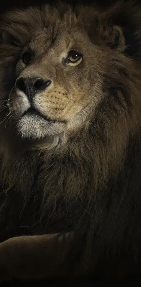 Lion Hd