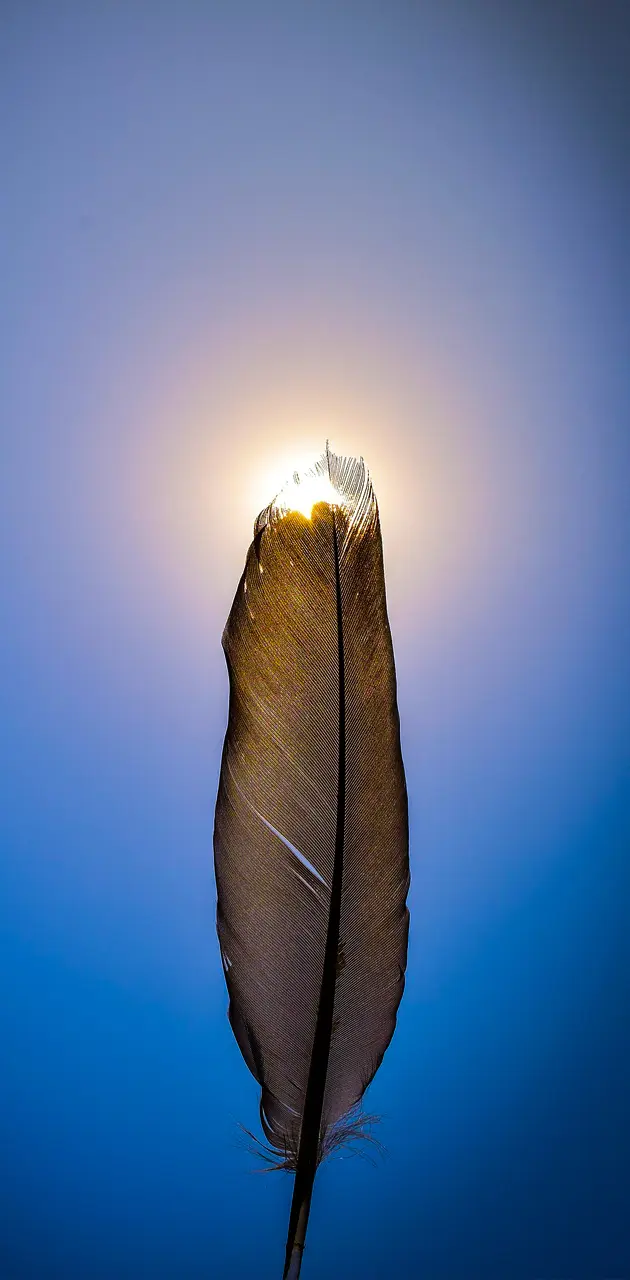 Feather On Sun 
