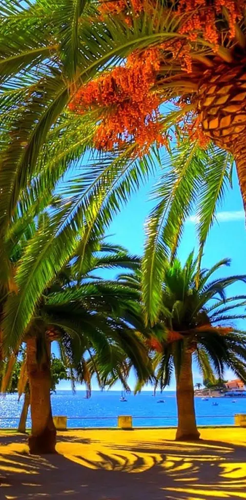 Summer Palm Beach