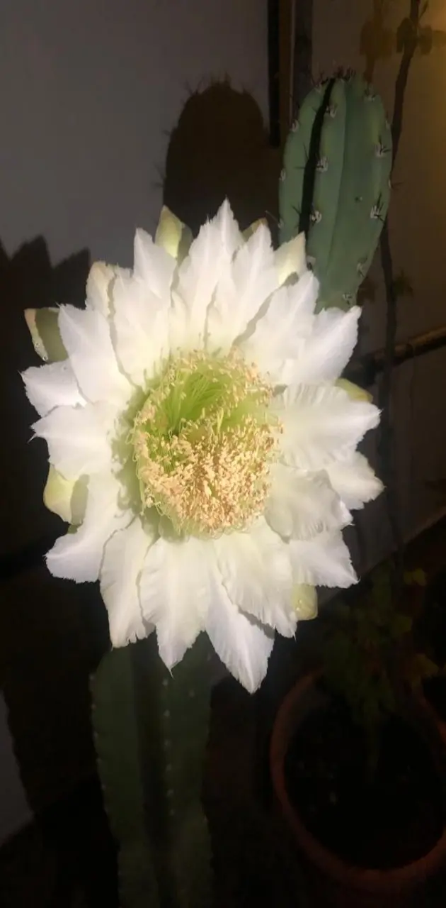 Flor cactus 