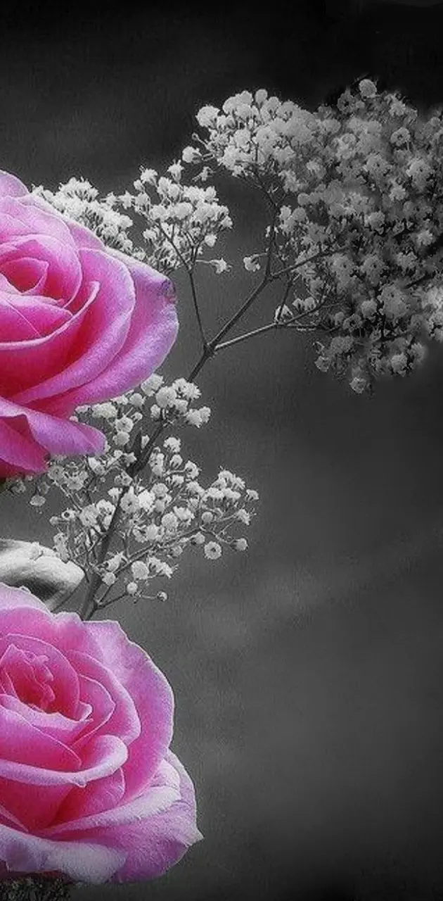 Beautiful  l Roses