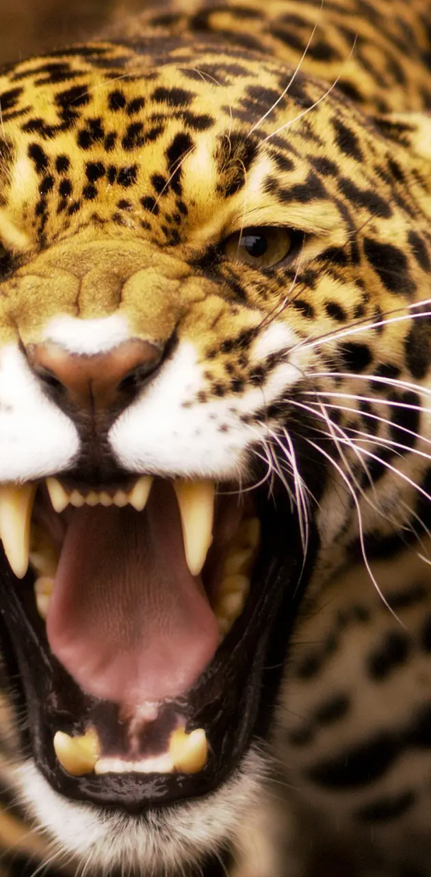 angry jaguar