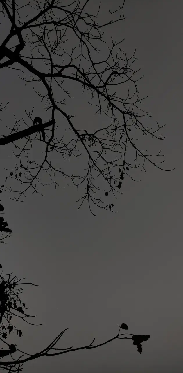 Dark tree photo