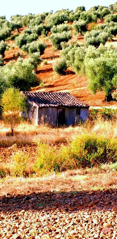 The Cabin Of Olives