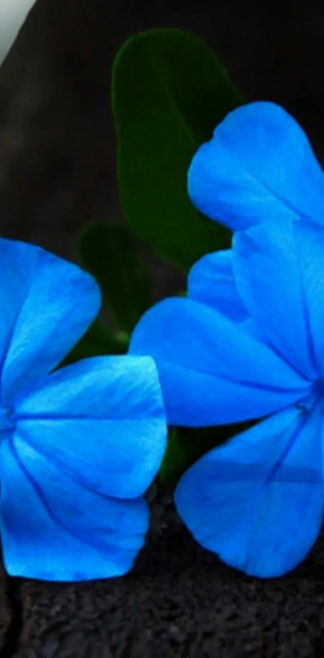 blue fowers