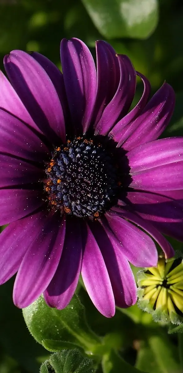 Purple Spring Flower