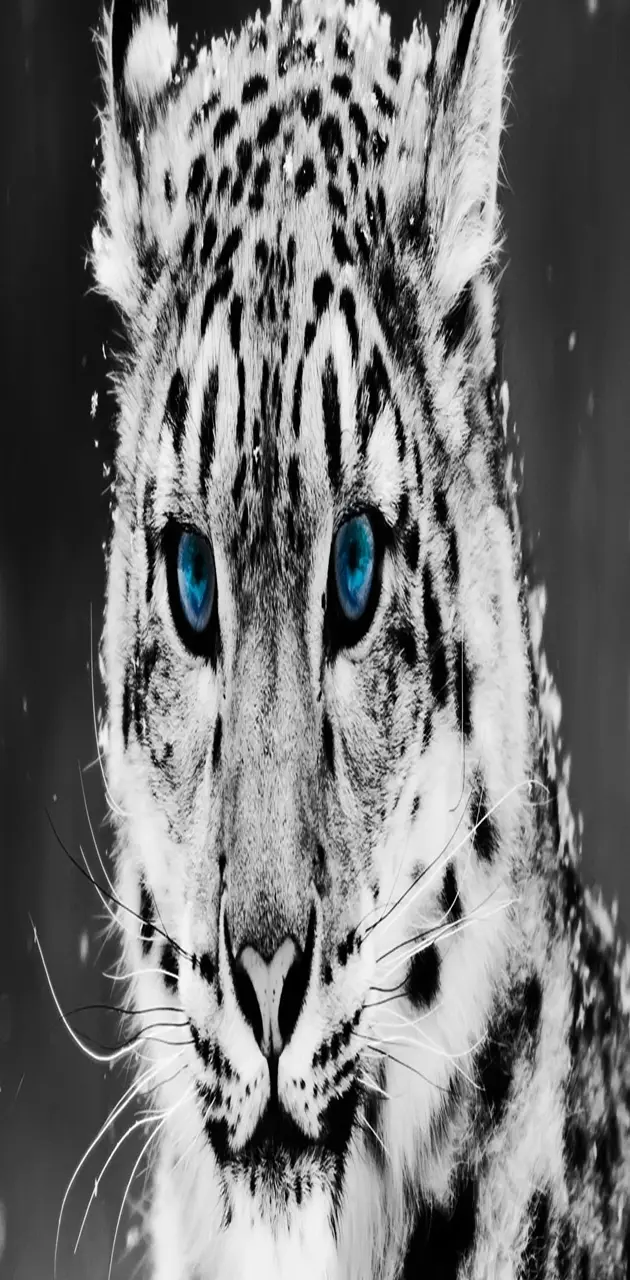 tiger wallpaper by amber6014 - Download on ZEDGE™ | 355e