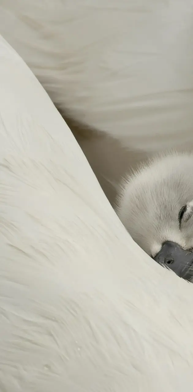 Sleepy Swan