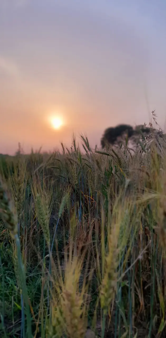 Punjab Fields