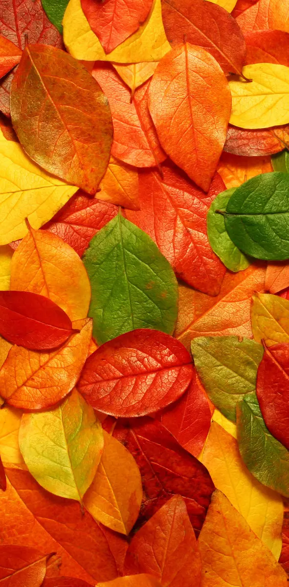 Color Leaves
