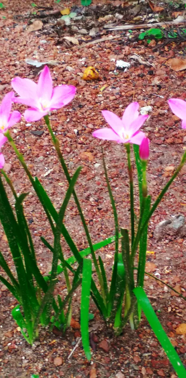 Purple Rain Lily